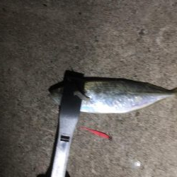 久々に大きめのアジ